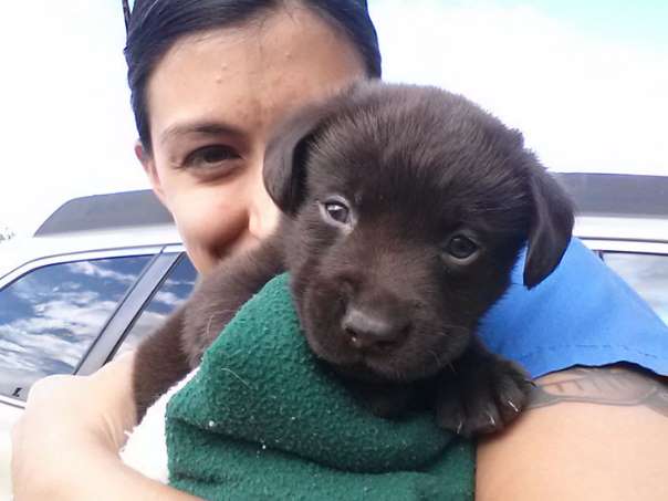Читать Девушка-ветеринар спасла от усыпления щенка с диагнозом 