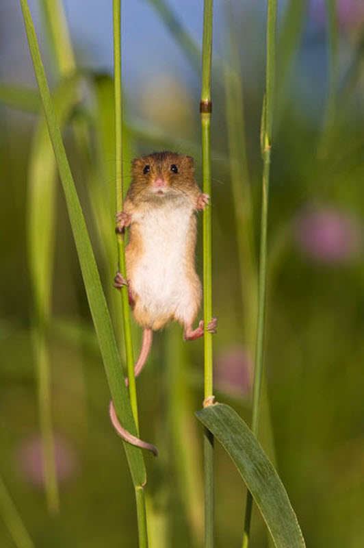 168 Мышки малютки: тайная жизнь в полях