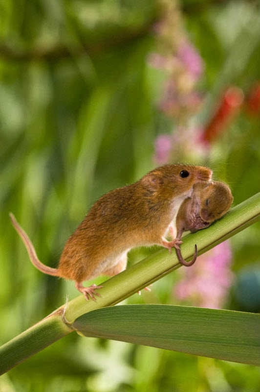 1017 Мышки малютки: тайная жизнь в полях