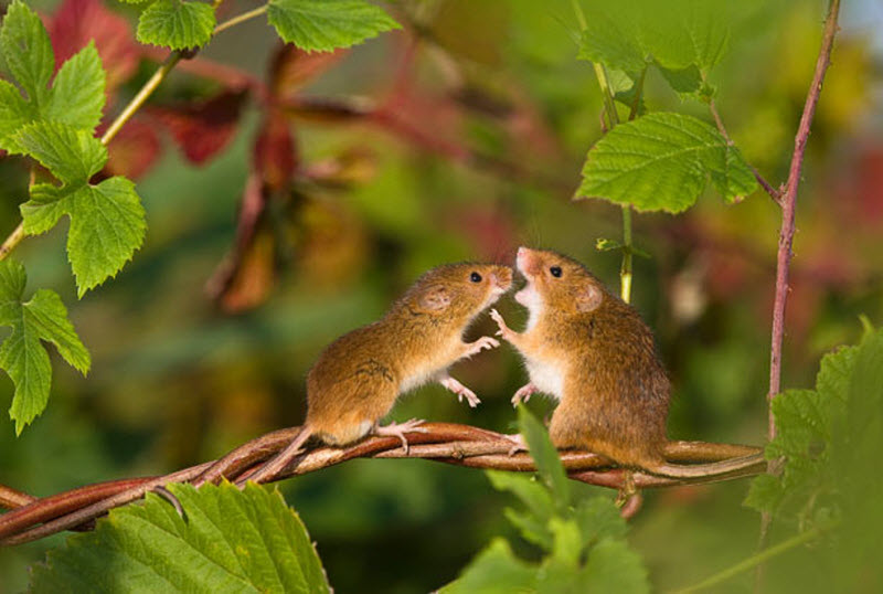 1413 Мышки малютки: тайная жизнь в полях