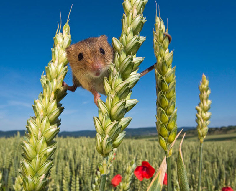 234 Мышки малютки: тайная жизнь в полях