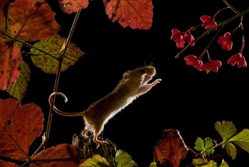 1121 Мышки малютки: тайная жизнь в полях
