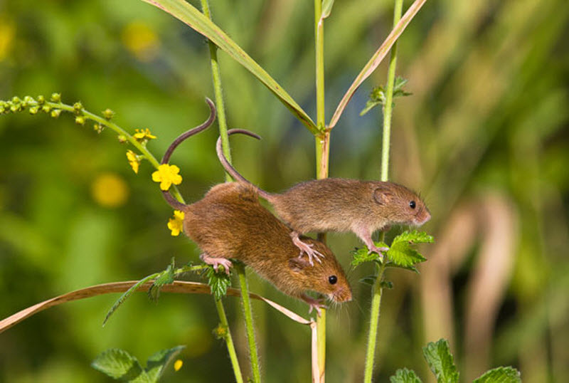 169 Мышки малютки: тайная жизнь в полях
