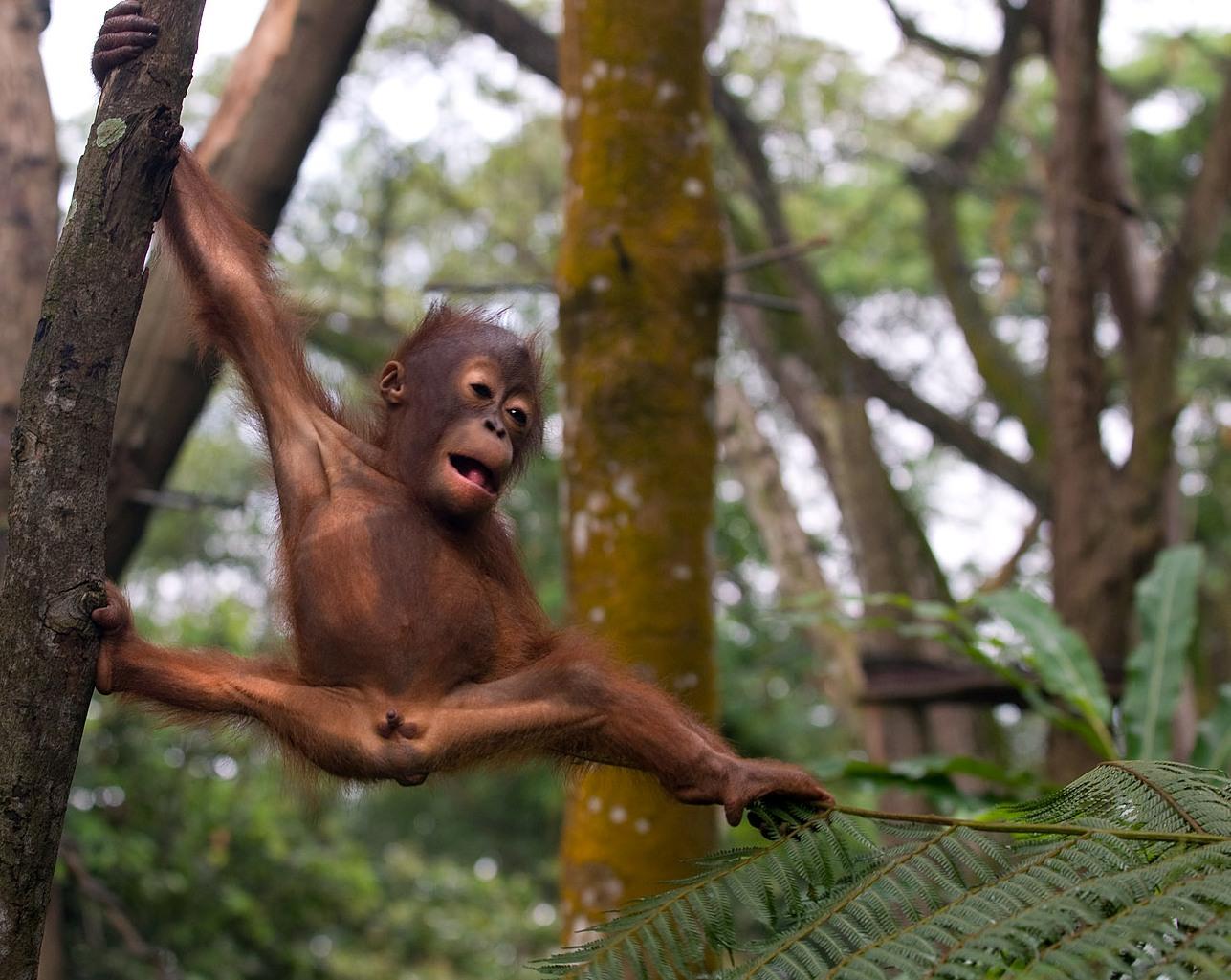Детеныш орангутана из Сингапура (8 фото) .