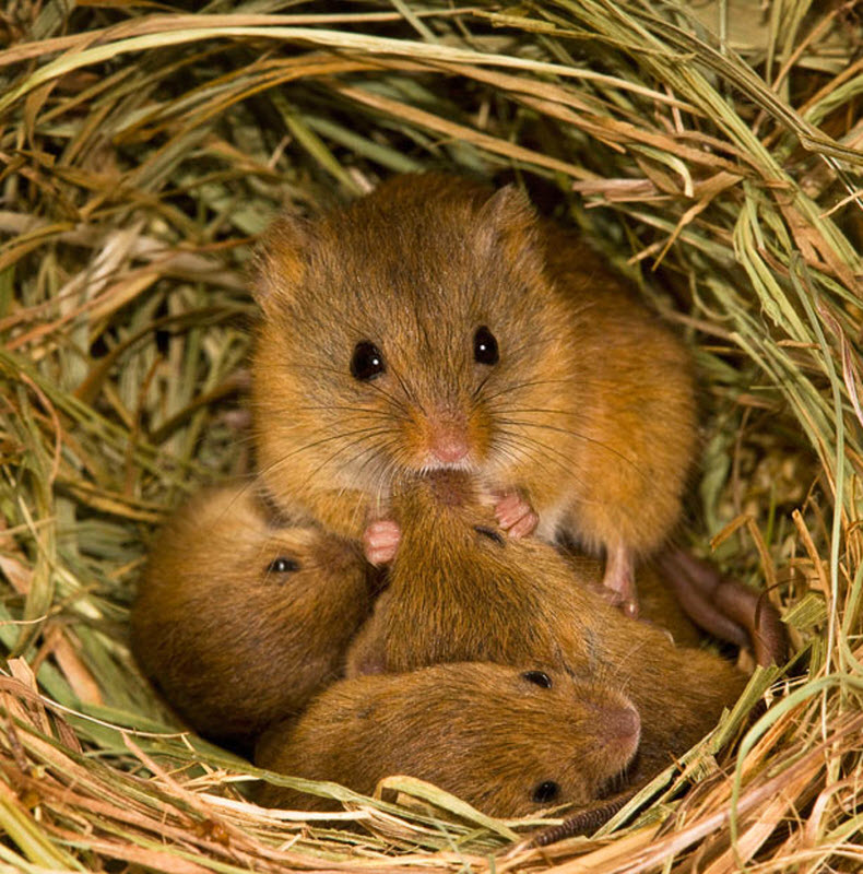 422 Мышки малютки: тайная жизнь в полях
