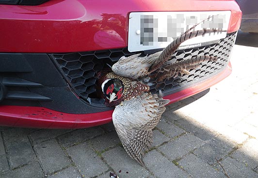 Что означает сбить птицу на машине