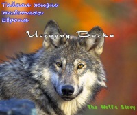 Тайная жизнь Европейских млекопитающих - История волка