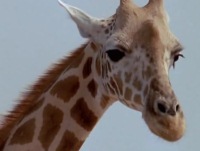 Последний белый жираф (2008)