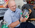 В пожарных депо Калифорнии введены кислородные маски для животных