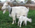 Мамы-козы откликаются на зов своих козлят