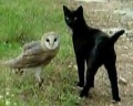 Кошка и сова... лучшие друзья?