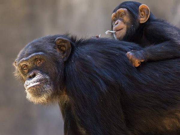 Шимпанзе используют более 66 жестов для общения между собой.
