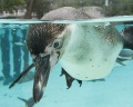 Самый крупный бассейн для пингвинов открылся в Лондонском зоопарке