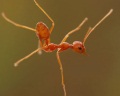 Странные танцы муравьев