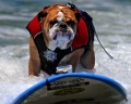 6-й ежегодный Чемпионат собак по серфингу