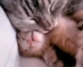 Кошка успокаивает котенка, которому снится плохой сон
