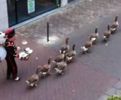 Марширующие бельгийские гуси