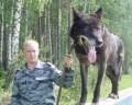 В Екатеринбурге в полиции служит гибрид волка и собаки