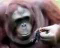 Орангутан спас из воды птенца