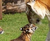 Бенгальские тигрята привыкают к новому дому и новой маме (24 фото + видео)