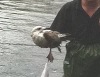 25 англичан спасали чайку из пруда