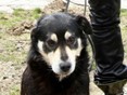 Актер Микки Рурк приютил бездомную румынскую собаку