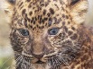 В венгерском зоопарке родился детеныш леопарда (4 фото)