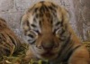 В зоопарке Мексики родились уникальные гибридные тигрята