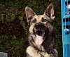 Календарь Ассоциации полицейских собак К-9 (США) (10 фото)