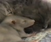 Минутка для умиления: котенок и крысенок спят вместе