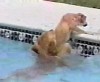 Собака спасла щенка из бассейна