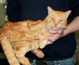 Хорошо погулял: Кота нашли через 16 лет после пропажи