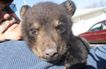Канадец приютил медвежонка (+ видео)