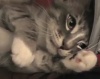 5 кошачьих лет в одном видео