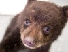 В лесах штата Орегон подобрали маленького медвежонка (6 фото + видео)
