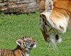 Минутка для умиления: Бенгальские тигрята с приемной мамой