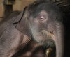 В берлинском зоопарке родился слоненок (8 фото)