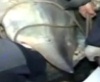 В Китае поймали 617- килограммовую рыбу калугу (+ видео)