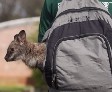 С кенгуру за спиной (2 фото + видео)
