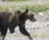 Трехногий медведь пытается выжить в национальном парке на Аляске