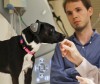 Ученые хотят узнать, о чем думают собаки