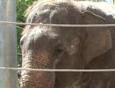 Слониха научилась играть на губной гармошке