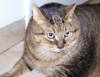 Толстого кота нашли на улице в Техасе ( + видео)