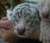 В ялтинском зоопарке тигрица - альбинос родила четырех белых тигрят (32 фото)