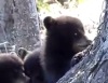 Четыре медвежонка играют в лесу