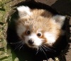 Красная панда и ее детеныш (3 фото)