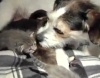 Собака стала мамой пяти бездомных котят