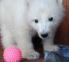 В Якутский зоопарк поселили белого медвежонка -найденыша