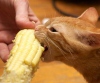 Спасенный из ямы котенок любит кукурузу