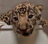 Фото дня: В зоопарке Сан-Диего родились ягуары (3 фото)